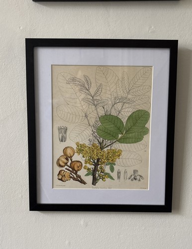 Botanical flower victorian - flower,