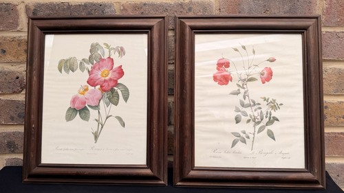 Botanical prints roses - of,