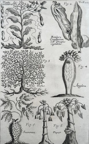 Johann zahn - johann,