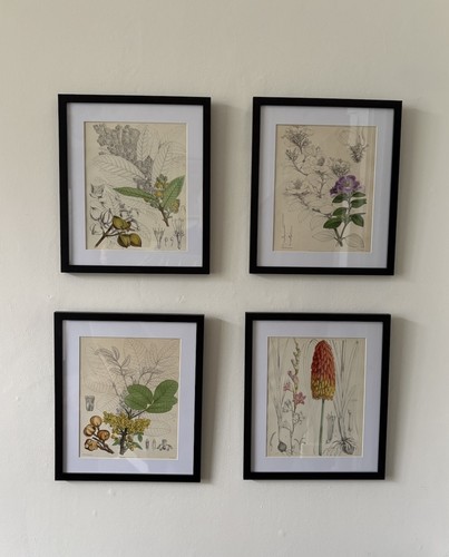 Antique set botanical - antique, 4