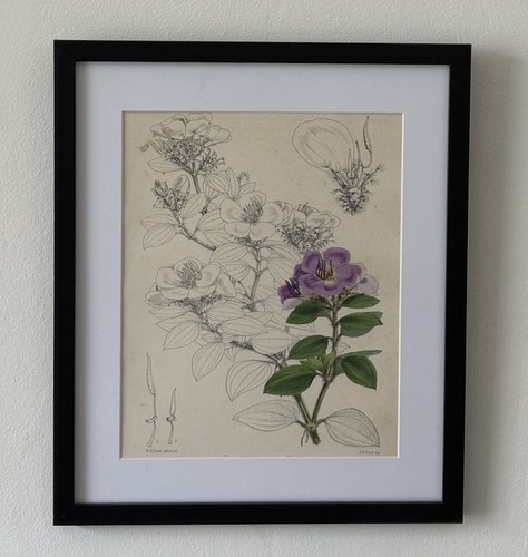 Botanical hand coloured - botanical, hand-coloured